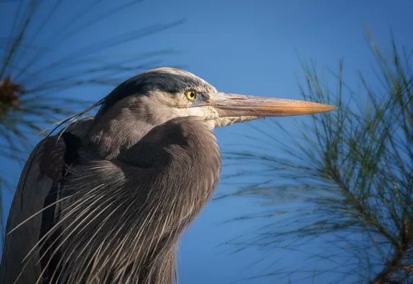 A Heron In Profile thumbnail