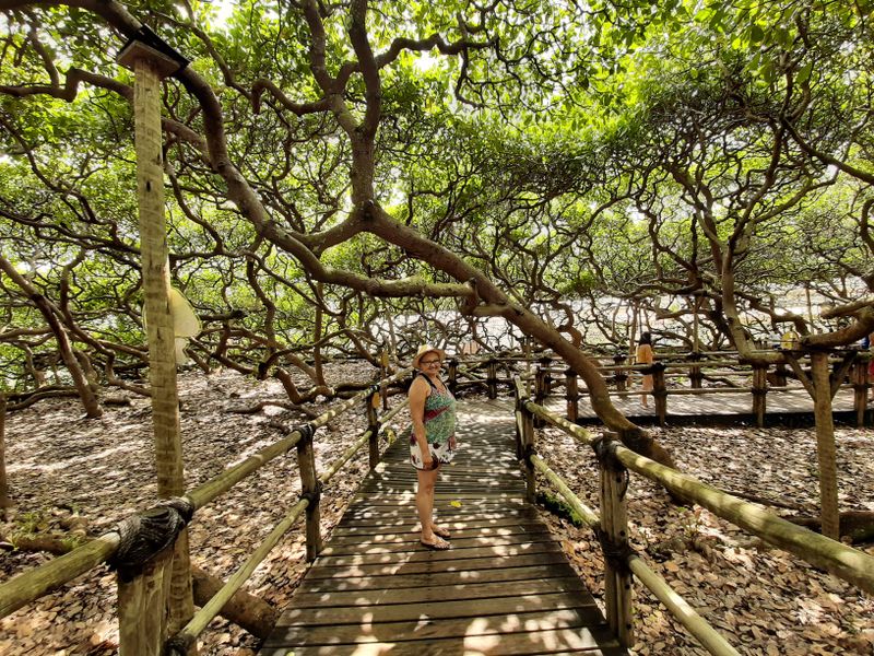 A gigantic tree called Pirangi cashew tree | Smithsonian Photo Contest ...