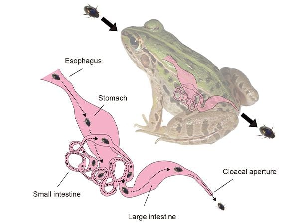 First Known Venomous Frogs Could Kill You with a Head Butt