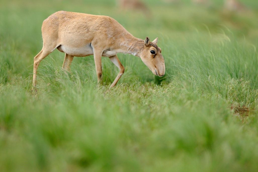 Saiga antelope
