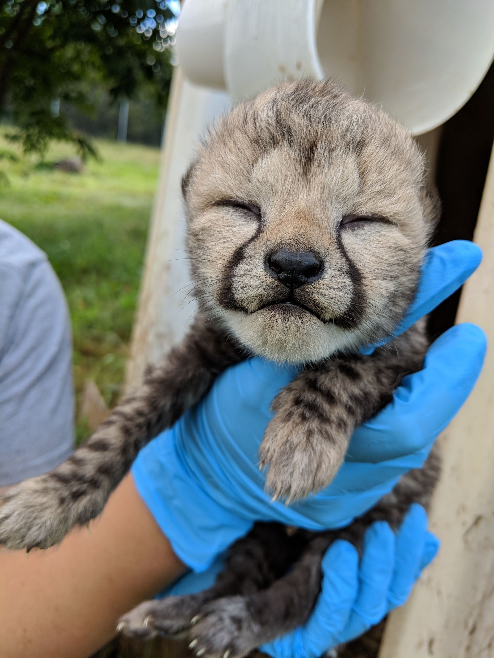 newborn baby cheetahs