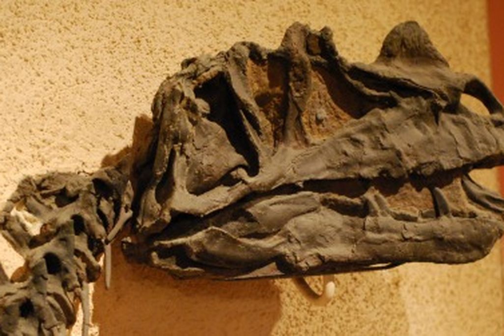 Ceratosaurus nasicornis at the Smithsonian National Museum of Natural History