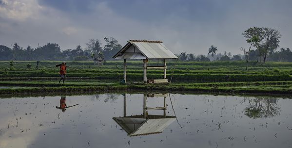 A worker in a rice paddy in Bali thumbnail