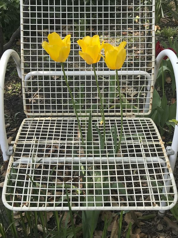 Tulip trio in a garden seat thumbnail