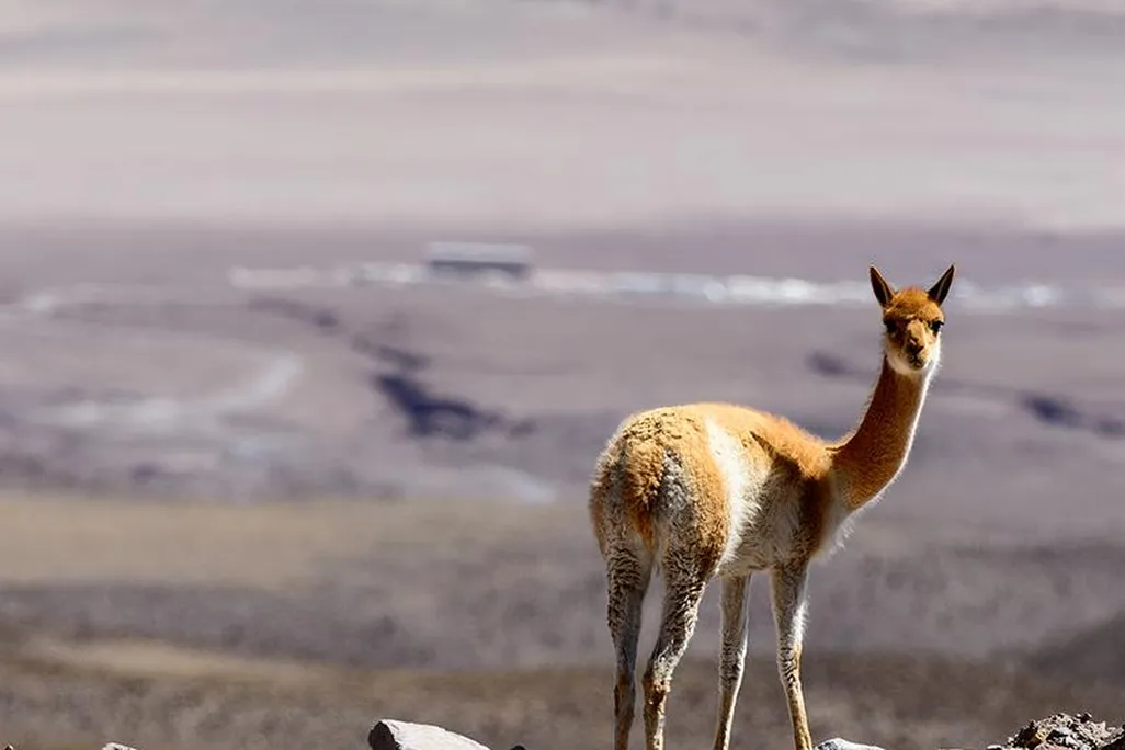 Vicuna in Chile