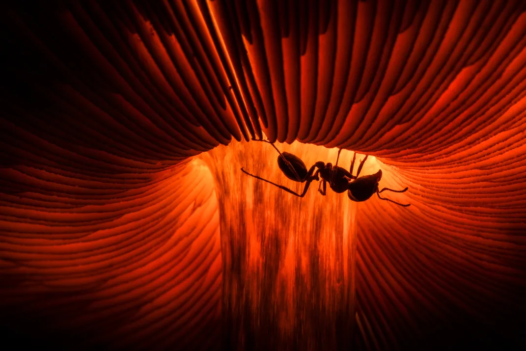 an ant walks along the underside of a mushroom, which appears to glow in red and black because of backlighting from the sun