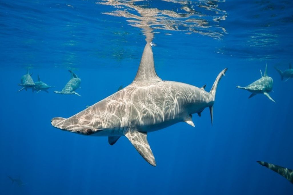 Hammerhead shark
