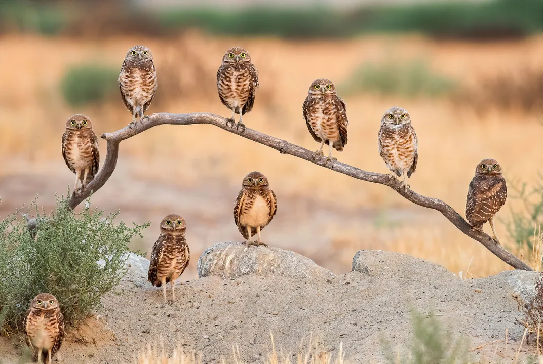 A family of burrowing owls all look at the photographer at once