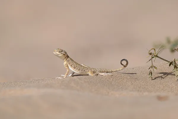Resilience in the Sands: The Arabian Toad-Headed Agama thumbnail