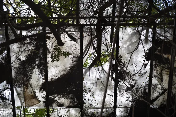 Abandoned greenhouse thumbnail