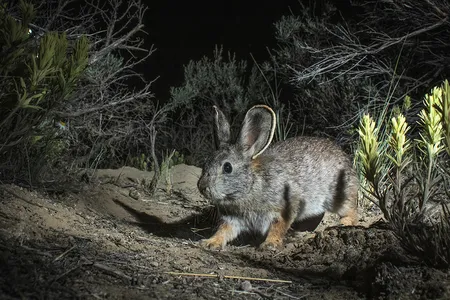 The Columbia Basin pygmy rabbit relies on sagebrush for food and shelter, but the shrub has nearly disappeared. It's also slow to regrow: it takes about two decades, or ten pygmy rabbit lifetimes.

