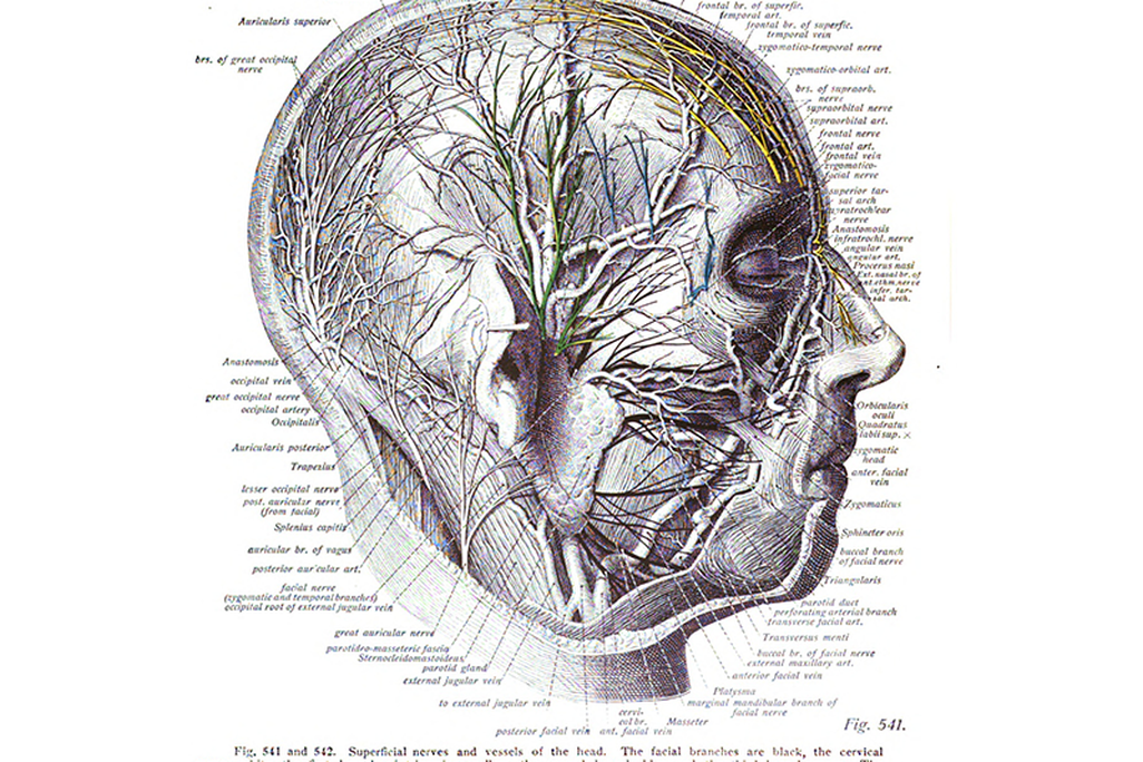 An anatomical diagram from a textbook published in 1908. It shows a drawing of a man's side profile and a detailed diagram of all the organs, veins and nerves with lines and names branching out from the head.