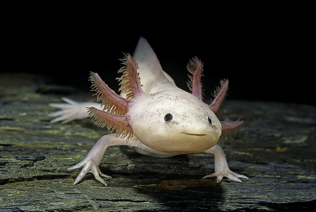 a white and pink axolotl appears to smile