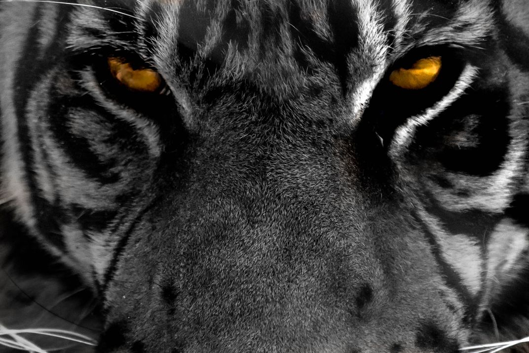 Download Tiger's Eyes | Smithsonian Photo Contest | Smithsonian ...