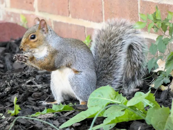 Squirrel in the Garden thumbnail