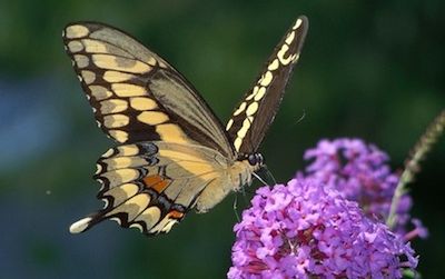 The giant swallowtail, a Southern butterfly, has historically not been found in Massachusetts, but in recent years it has appeared more and more frequently.