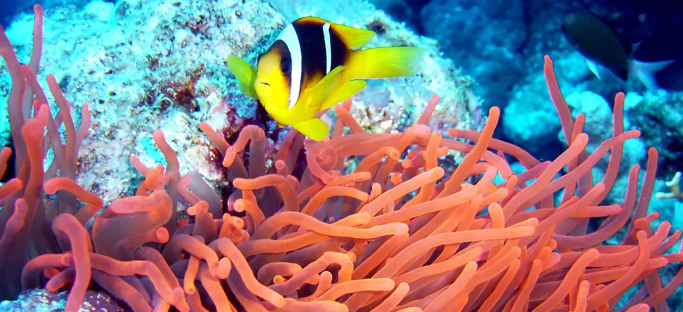  Tropical fish and coral of the Great Barrier Reef 