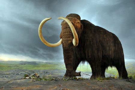 A mammoth replica on display at the Royal British Columbia Museum in Victoria, Canada.