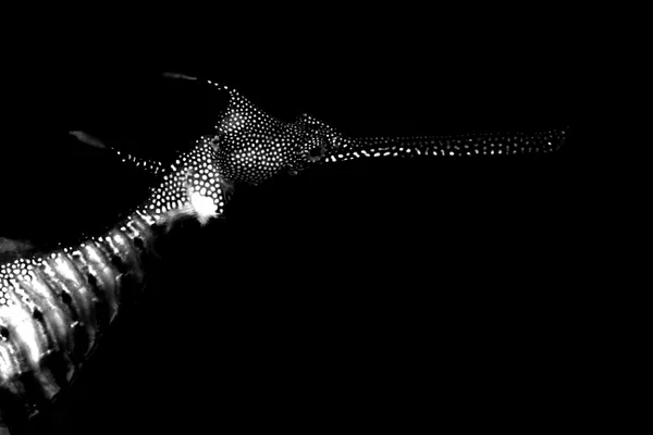 Seadragon's patterns thumbnail