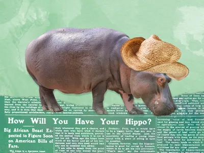 Representative Robert F. Broussard believed hippos imported from Africa would rid Louisiana and Florida of the water hyacinths smothering their waterways.