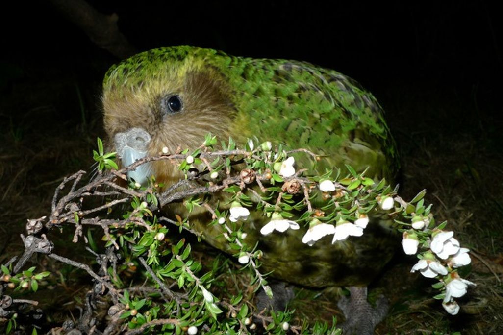 New Zealand’s kakapo