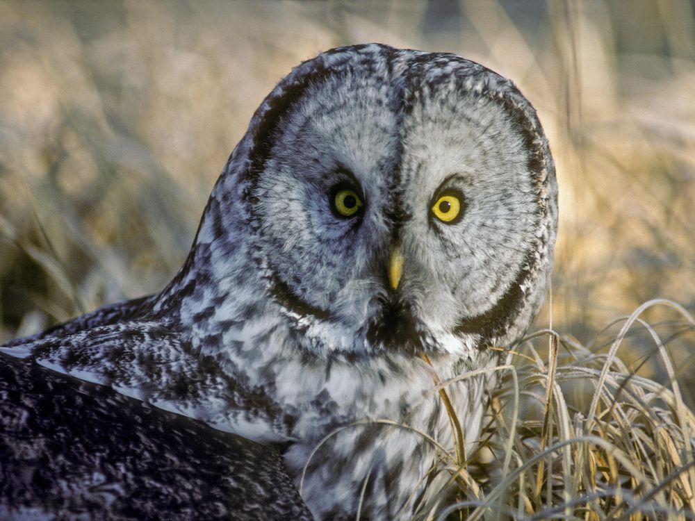 gray owl