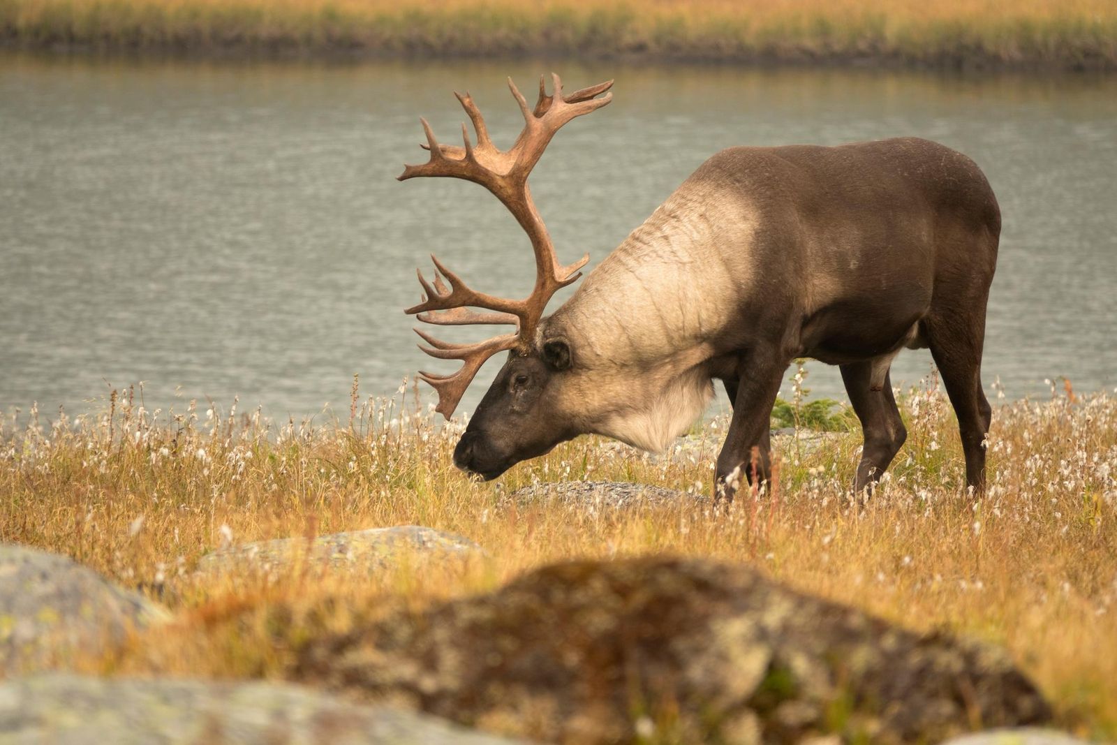 The Last Wild Caribou of the Lower 48 Has Been Placed in Captivity.