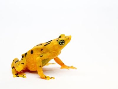 Panamanian golden frog (Atelopus zeteki)