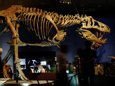 Scotty, the largest T. rex specimen on record, is on display at the Royal Saskatchewan Museum in Canada.