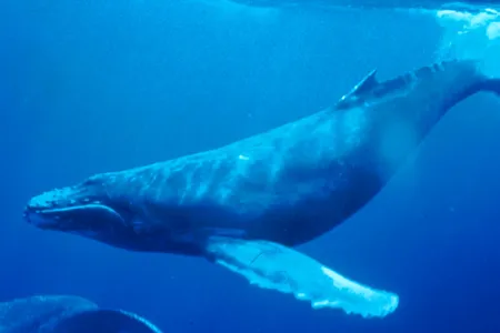 Out of 250,000 known marine species, scientists suspect all 126 marine mammals emit sound.