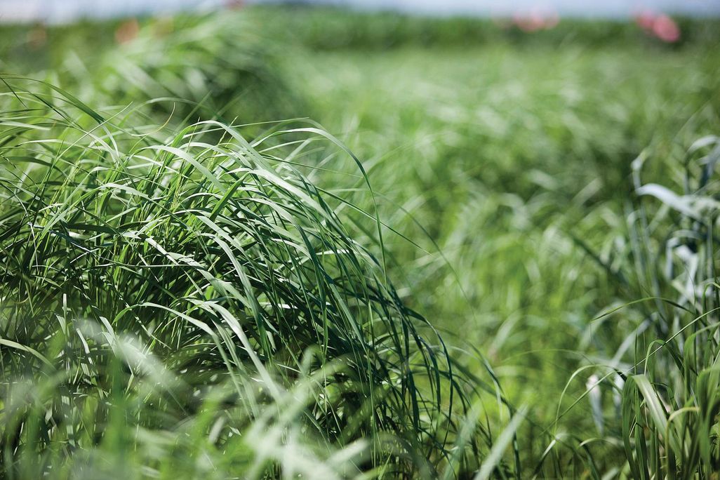 switchgrass.jpg