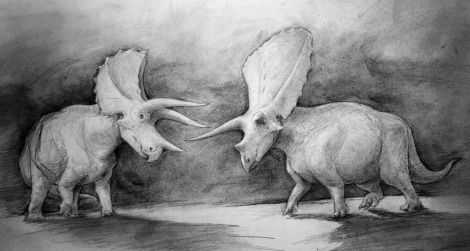 Triceratops (left) and Torosaurus (right)