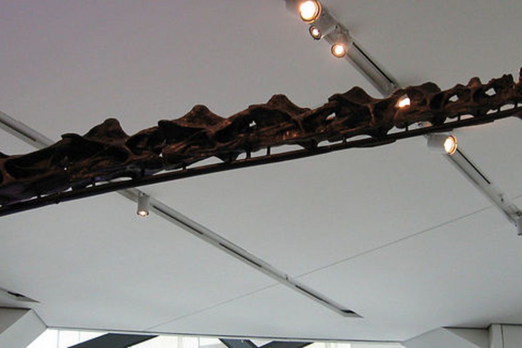 20110520083303ROM-Barosaurus.jpg