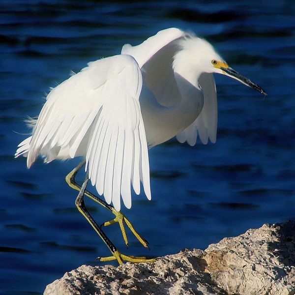 Snowy Egret Landing on Rock thumbnail