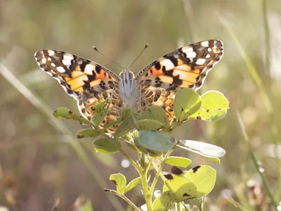 Painted ladies are known for making long migrations over land.