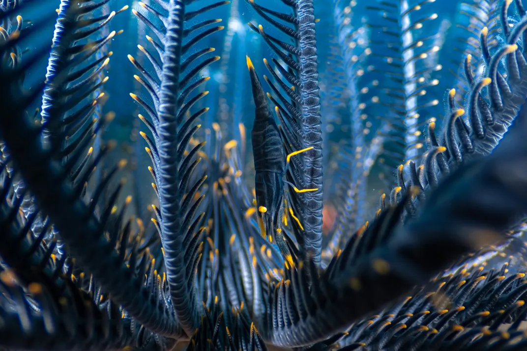 a close-up inside the branching arms of a feather star, blue and black with yellow tips. A small crustacean, matching the star in color and texture, clings to one of the central spokes