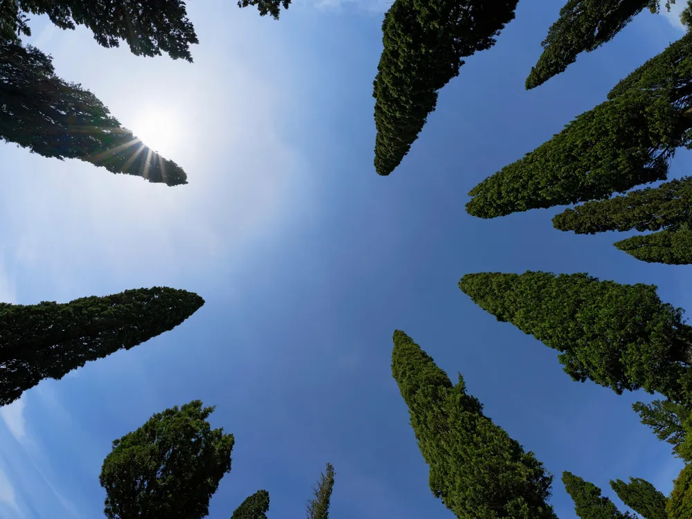 cypress trees.jpg