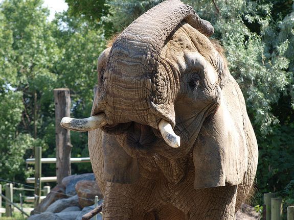 An elephant at the Toronto Zoo