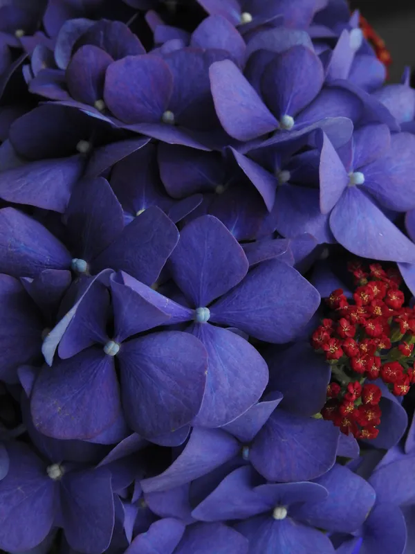 A beautiful bouquet of hydrangea flowers thumbnail