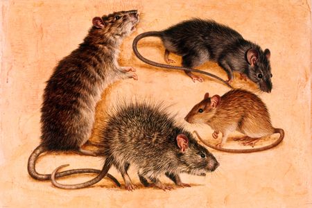 Painting of four species of rat, including the Polynesian rat (right).