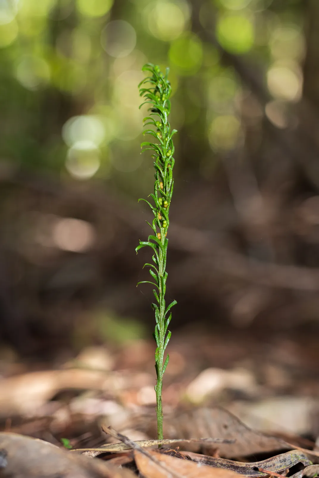 A photo of a small fern growing out of a leaf-covered ground