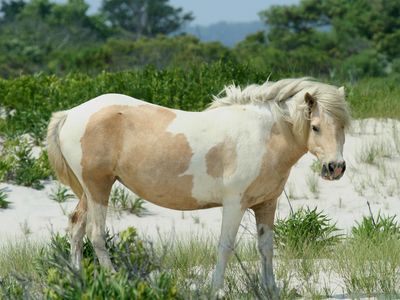 Four infected ponies were euthanized at the end of December