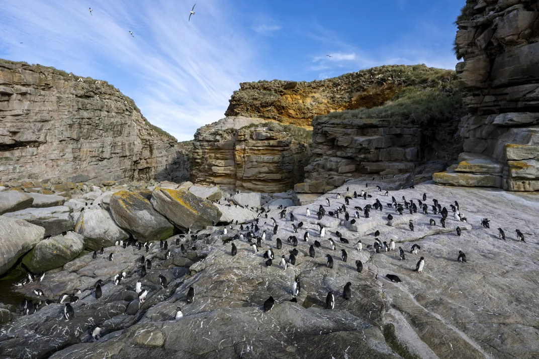 Rockhoppers gather on the rocks of New Island to dry their feathers and preen in the evening sunlight before returning to their nests.