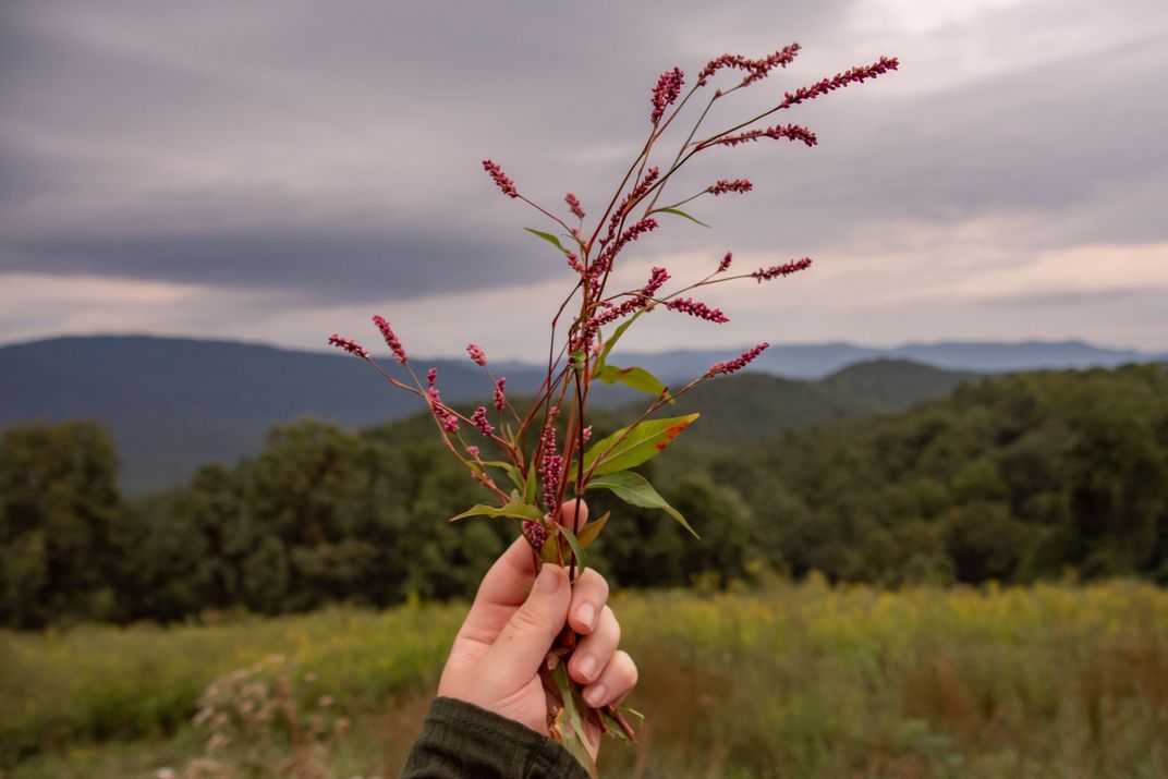 A person holds a bundle of a plant with long red flowers in a mountainous setting.