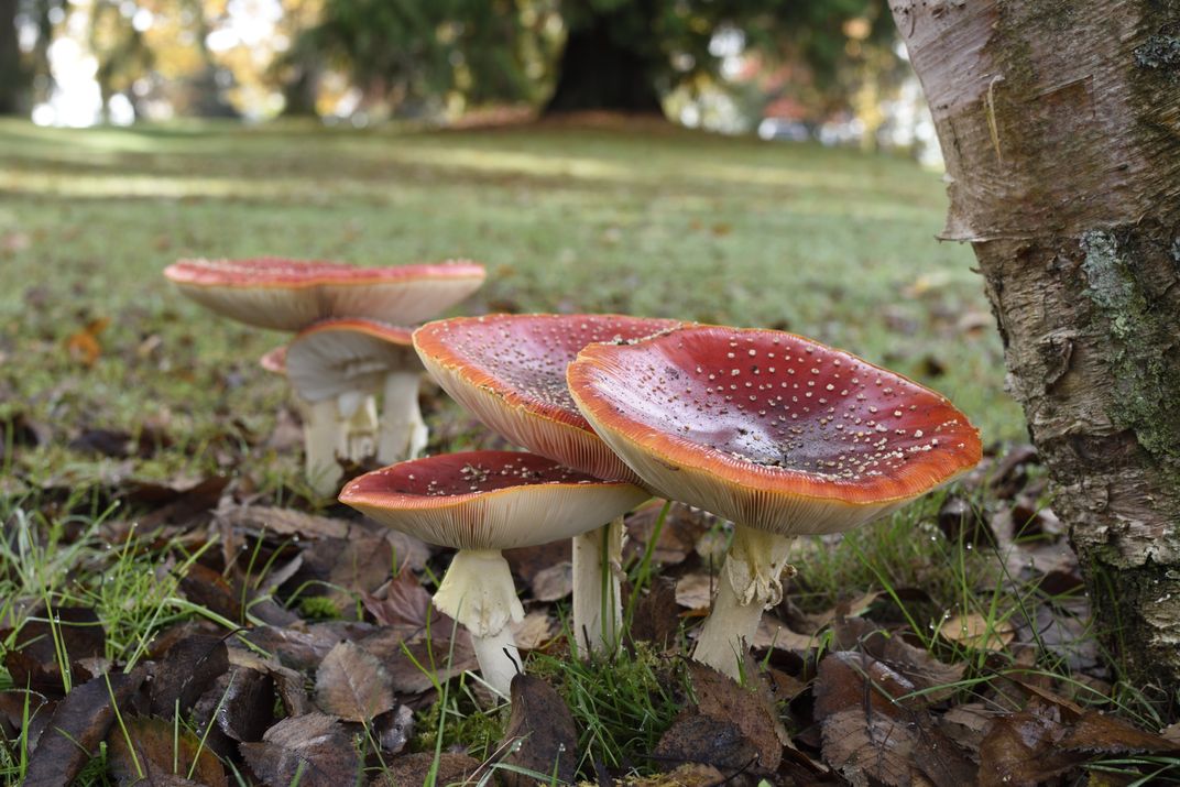 Amanita Mushrooms Smithsonian Photo Contest Smithsonian Magazine