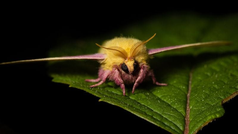 Keep an eye out for the vibrant Rosy Maple Moth in North Carolina