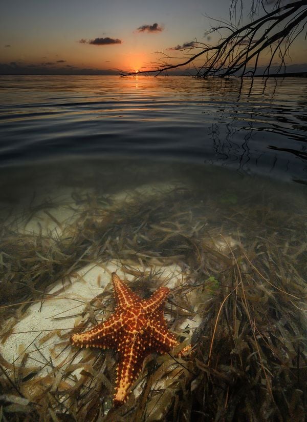 Starfish at Starfish Point, Grand Cayman thumbnail