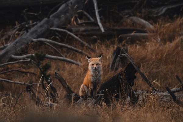 Relaxing Fox thumbnail