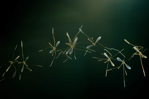 Crane Fly Family thumbnail