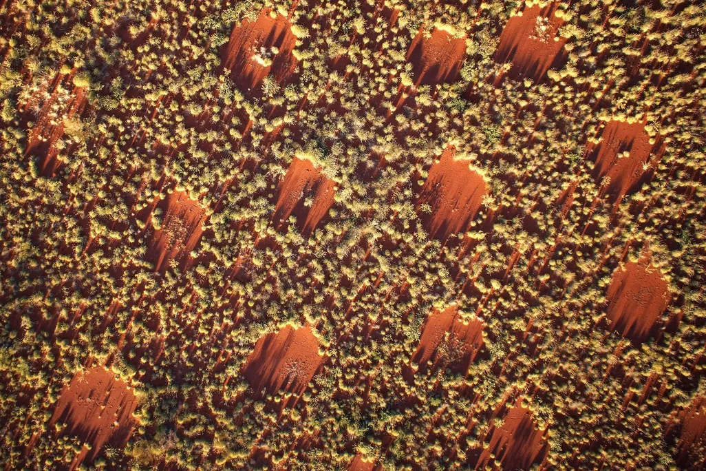 Aerial photograph shows fairy circles at sunset